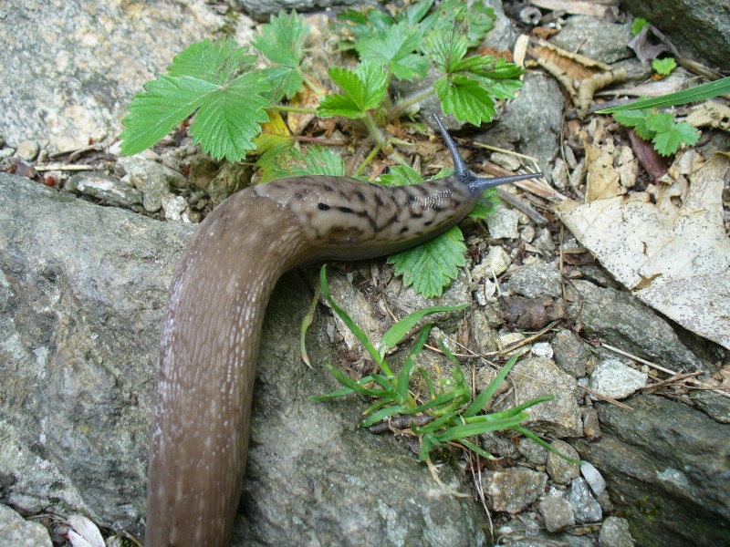 Limax subalpinus e L. monregalensis ? dal Piemonte